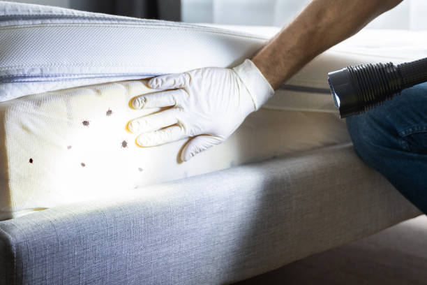 Reliable Rogers, AR Pest Control Solutions
