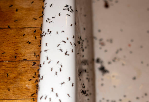 Best Exterminator Services  in Rogers, AR