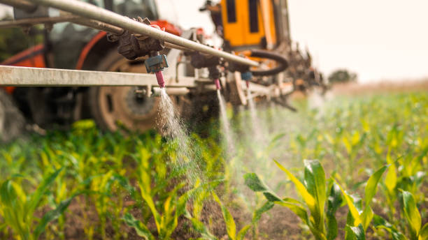 Best Ant Control Services  in Rogers, AR
